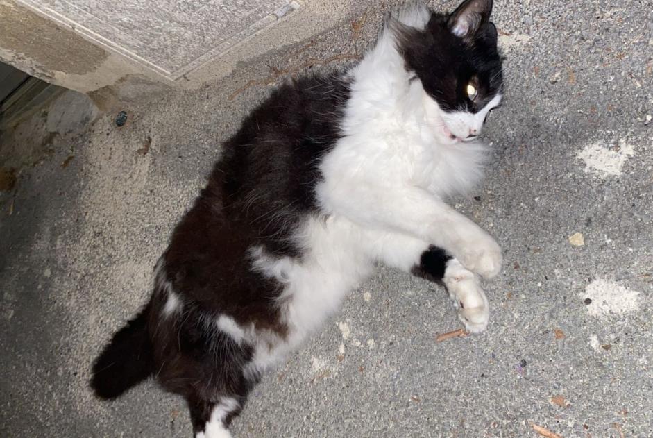 Alerta descoberta Gato Desconhecido Brive-la-Gaillarde France