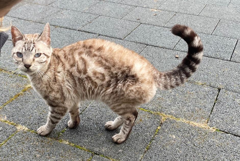 Alerta descoberta Gato cruzamento Fêmea Payerne Switzerland