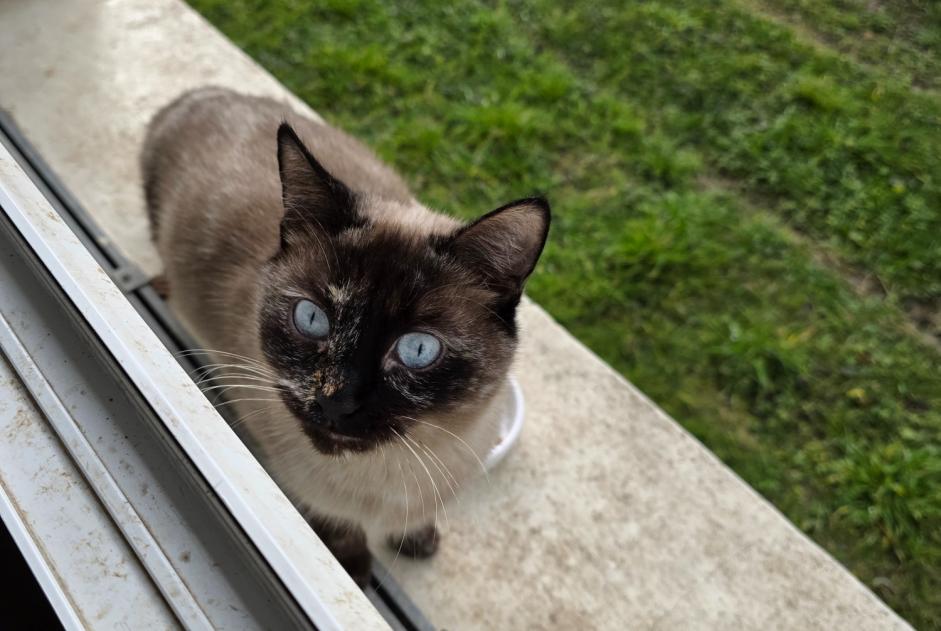 Alerta descoberta Gato Desconhecido Argenteuil France